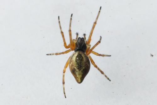 Réf. 203 541 : Cyclosa conica